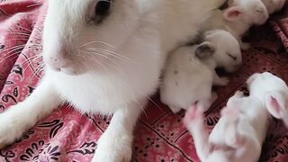 Rabbit and his baby together very nice scene