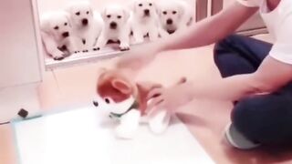 Funny puppy Training ????