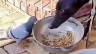 The best fun funny videos pets_dog__pig_ TRY NOT TO LAUGH lol143_dog2__rabbit__feet_ - short