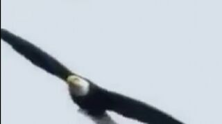 Hunter Eagle