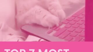 Top 7 most expensive cats in the world