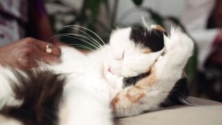 Cute Cat Video