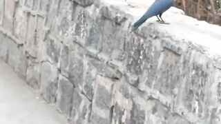 safed kauwa kaisa hota hai