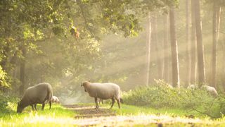 sheeps - in- the - morning