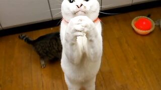 Наши любимые котики