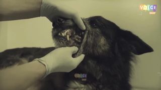ڈاکٹر نے غور سے باڈی کو دیکھا تو فورا پولیس بلالی Wolf Was Not Leaving Woman When Doctor Checked...