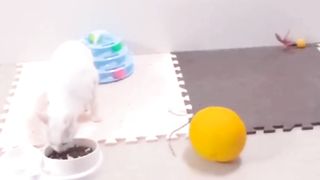 Cat funny video