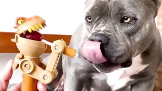 Bull dog prank lolipop short.