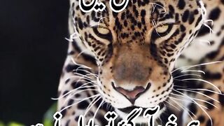Very nice vedio fallow me