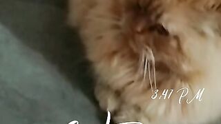 cute kitten