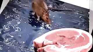 Innocent mouse