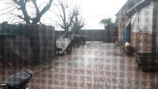 Rain | Buffalo's , hens and sheep's are enjoying rain| Azan is offering