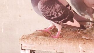 Racer pigeon Qasad pigeon pipa racer pigeon