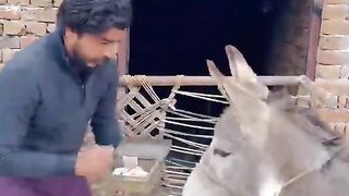 Funny tik tok vedio