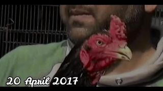 Nawab Walay Kalay Aseel Freedkoti Indian OR Butt waly mushkay black Home Breed