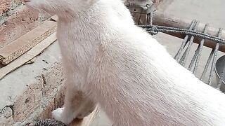 Aj to more kharab h cat ka | most popular animals