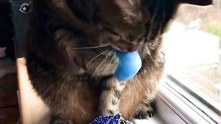 Funny Animal Tub, funny cats compilation