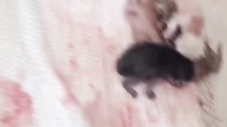 Cat delivered 5 kitty's