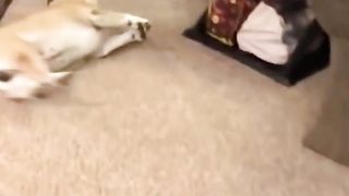 Best Funny Animal Videos 2023 - Funniest Cats And Dogs Video