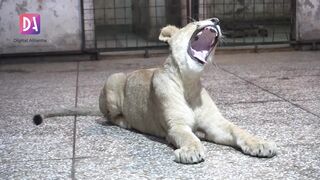 23 lions ka malik