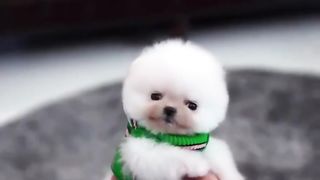 A Teacup Puppy