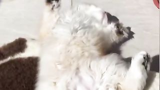 Cute 3 Cats cupolas Hair Cat