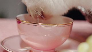 Adorable Cat Enjoys Drinking from a Cup - Must-See Video
