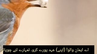 Naat Pak || Quarn pak ki Ayat with turjuma || Nature Video
