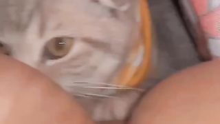 Cute Cat hiding