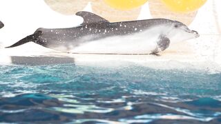 Adorable Dolphin Playtime: The Ultimate Underwater Fun