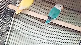 Love birds animals so cute