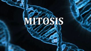 Mitosis Animation