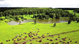 Interesting facts about horses