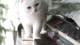 Adorable Cat Sings Along with Guitar Player! #Cats #Shorts #Music