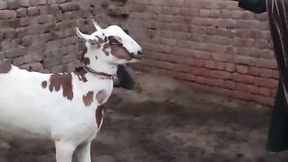 Goat barbai