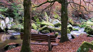 Naturally beautiful Autumn Scene