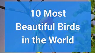 did you know ? top most beautifull birds around the world