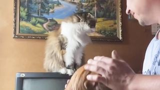Persian Cat need attention ????????????