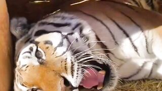 Tiger ????