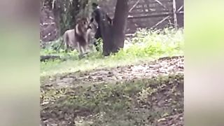 Loin video