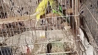 Lovebirds budgiese parrots Australian parrots