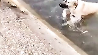 Very awesome video A dog managed to save his friend's life