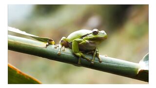 Nature animal