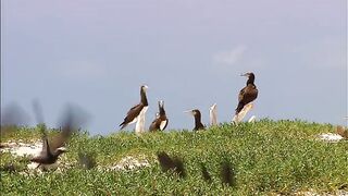 Wildlife