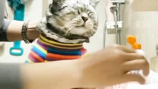 Morning fresh up Cat