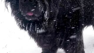 snow bear ????????????????????