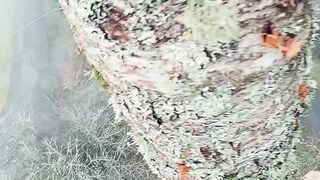 Best tree cutter video 2023