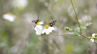 Beautiful Butterfly couple flying and eating each other
