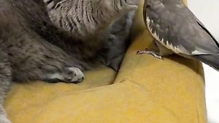 КОТКИ