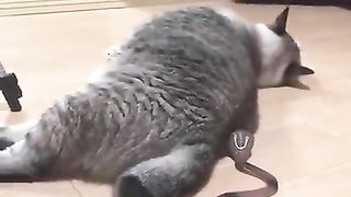 びっくりする猫 #funny